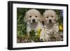 Golden Retriever-Lynn M^ Stone-Framed Photographic Print