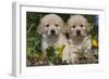 Golden Retriever-Lynn M^ Stone-Framed Photographic Print