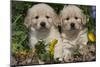 Golden Retriever-Lynn M^ Stone-Mounted Photographic Print