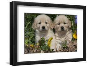 Golden Retriever-Lynn M^ Stone-Framed Photographic Print