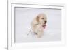 Golden Retriever-Lynn M^ Stone-Framed Photographic Print