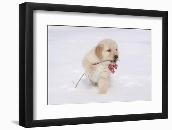 Golden Retriever-Lynn M^ Stone-Framed Photographic Print