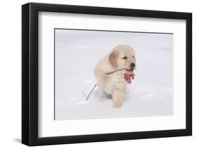 Golden Retriever-Lynn M^ Stone-Framed Photographic Print