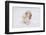 Golden Retriever-Lynn M^ Stone-Framed Photographic Print