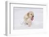 Golden Retriever-Lynn M^ Stone-Framed Photographic Print