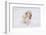 Golden Retriever-Lynn M^ Stone-Framed Photographic Print