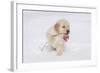 Golden Retriever-Lynn M^ Stone-Framed Photographic Print