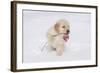 Golden Retriever-Lynn M^ Stone-Framed Photographic Print