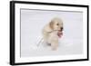 Golden Retriever-Lynn M^ Stone-Framed Photographic Print