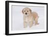 Golden Retriever-Lynn M^ Stone-Framed Photographic Print