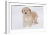 Golden Retriever-Lynn M^ Stone-Framed Photographic Print