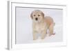 Golden Retriever-Lynn M^ Stone-Framed Photographic Print