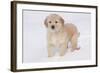 Golden Retriever-Lynn M^ Stone-Framed Photographic Print