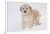 Golden Retriever-Lynn M^ Stone-Framed Photographic Print