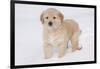 Golden Retriever-Lynn M^ Stone-Framed Photographic Print