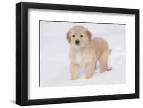 Golden Retriever-Lynn M^ Stone-Framed Photographic Print