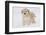 Golden Retriever-Lynn M^ Stone-Framed Photographic Print