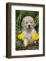 Golden Retriever-Lynn M^ Stone-Framed Photographic Print