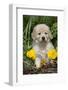 Golden Retriever-Lynn M^ Stone-Framed Photographic Print