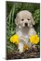 Golden Retriever-Lynn M^ Stone-Mounted Photographic Print