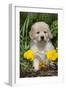 Golden Retriever-Lynn M^ Stone-Framed Photographic Print