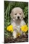 Golden Retriever-Lynn M^ Stone-Mounted Photographic Print