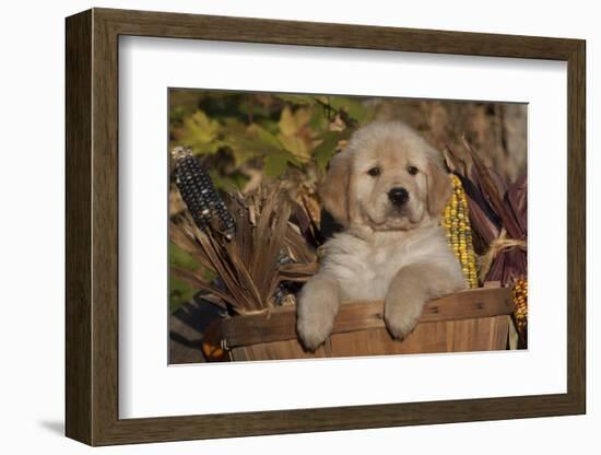 Golden Retriever-Lynn M^ Stone-Framed Photographic Print