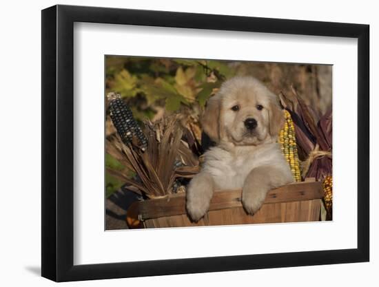 Golden Retriever-Lynn M^ Stone-Framed Photographic Print