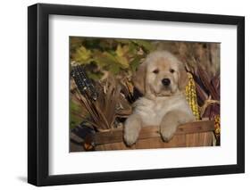 Golden Retriever-Lynn M^ Stone-Framed Photographic Print