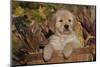 Golden Retriever-Lynn M^ Stone-Mounted Photographic Print