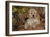 Golden Retriever-Lynn M^ Stone-Framed Photographic Print