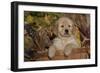 Golden Retriever-Lynn M^ Stone-Framed Photographic Print