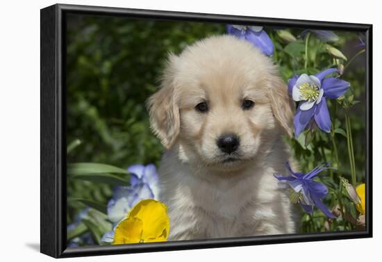 Golden Retriever-Lynn M^ Stone-Framed Photographic Print