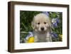 Golden Retriever-Lynn M^ Stone-Framed Photographic Print