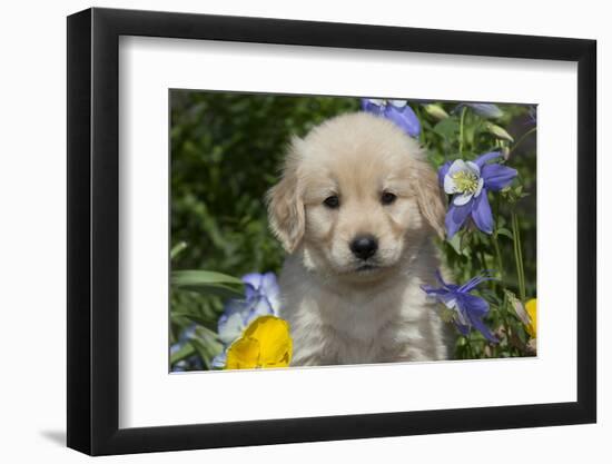 Golden Retriever-Lynn M^ Stone-Framed Photographic Print