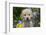 Golden Retriever-Lynn M^ Stone-Framed Photographic Print