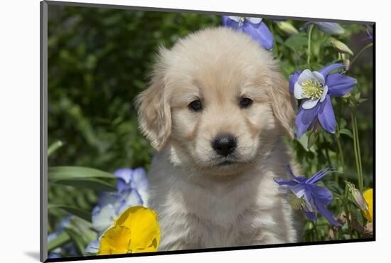 Golden Retriever-Lynn M^ Stone-Mounted Photographic Print