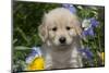 Golden Retriever-Lynn M^ Stone-Mounted Photographic Print