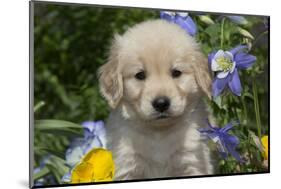 Golden Retriever-Lynn M^ Stone-Mounted Photographic Print