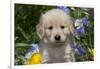 Golden Retriever-Lynn M^ Stone-Framed Photographic Print