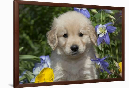 Golden Retriever-Lynn M^ Stone-Framed Photographic Print