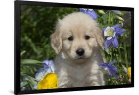 Golden Retriever-Lynn M^ Stone-Framed Photographic Print