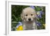 Golden Retriever-Lynn M^ Stone-Framed Photographic Print