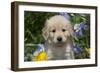 Golden Retriever-Lynn M^ Stone-Framed Photographic Print