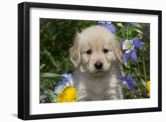 Golden Retriever-Lynn M^ Stone-Framed Photographic Print