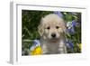 Golden Retriever-Lynn M^ Stone-Framed Photographic Print