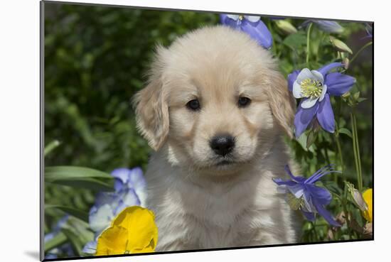 Golden Retriever-Lynn M^ Stone-Mounted Photographic Print