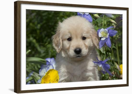 Golden Retriever-Lynn M^ Stone-Framed Photographic Print