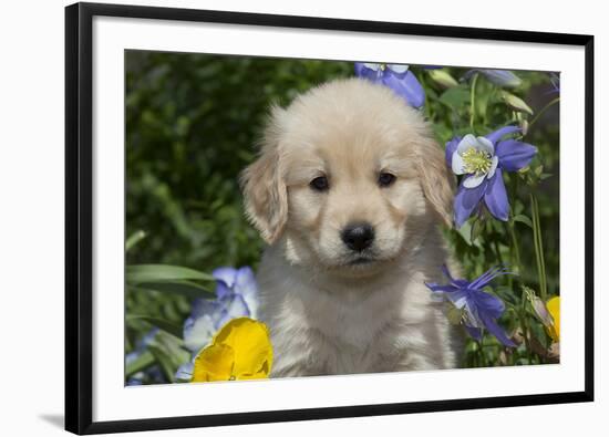 Golden Retriever-Lynn M^ Stone-Framed Photographic Print