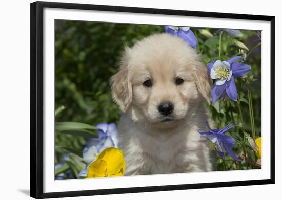 Golden Retriever-Lynn M^ Stone-Framed Photographic Print